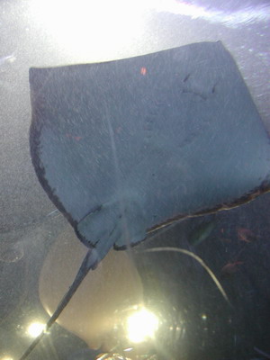 Awesome looking fish