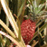 Red Pineapples